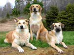 Three lovely chinook dogs