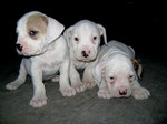 Three lovely Dogo Guatemalteco puppies
