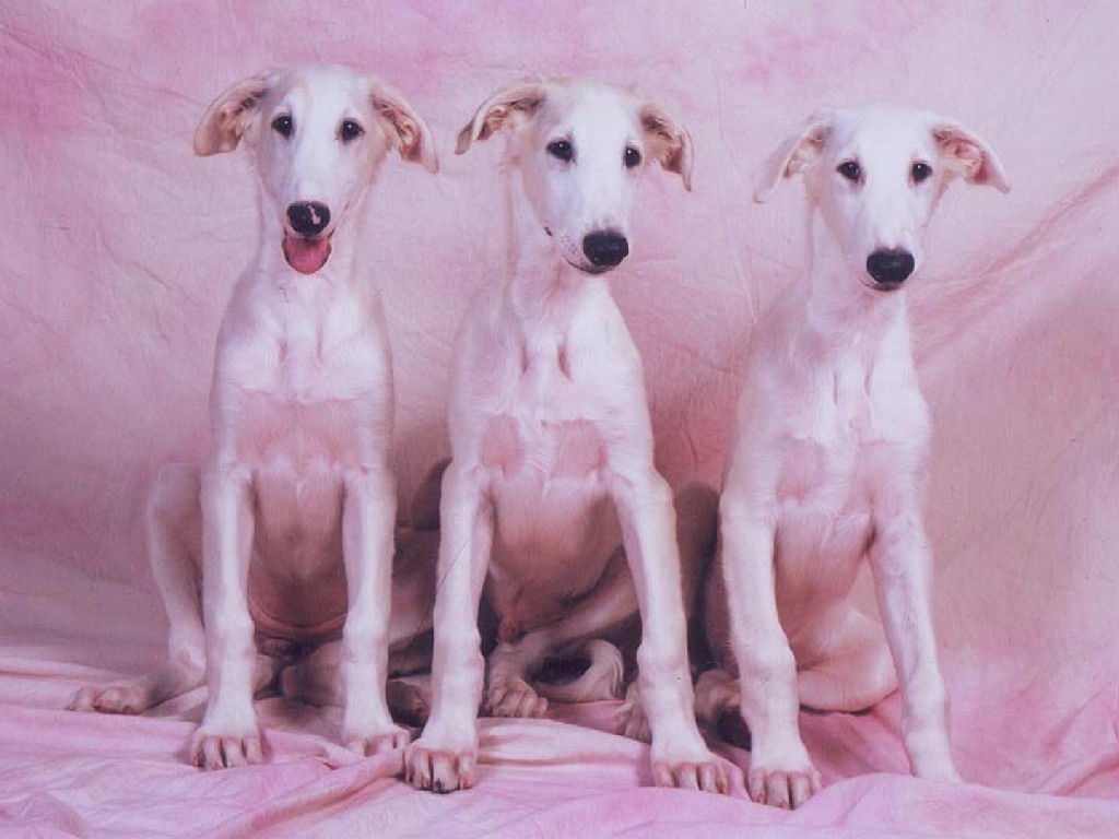 Three lovely Hortaya Borzaya dogs wallpaper