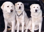 Three Maremma Sheepdog dogs