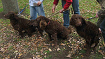 Three Murray River Curly Coated Retriever dogs