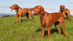 Three old Vizsla dogs