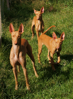 Three Pharaoh Hound dogs