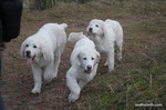 Three Polish Tatra Sheepdogs