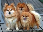 Three Pomeranian dogs