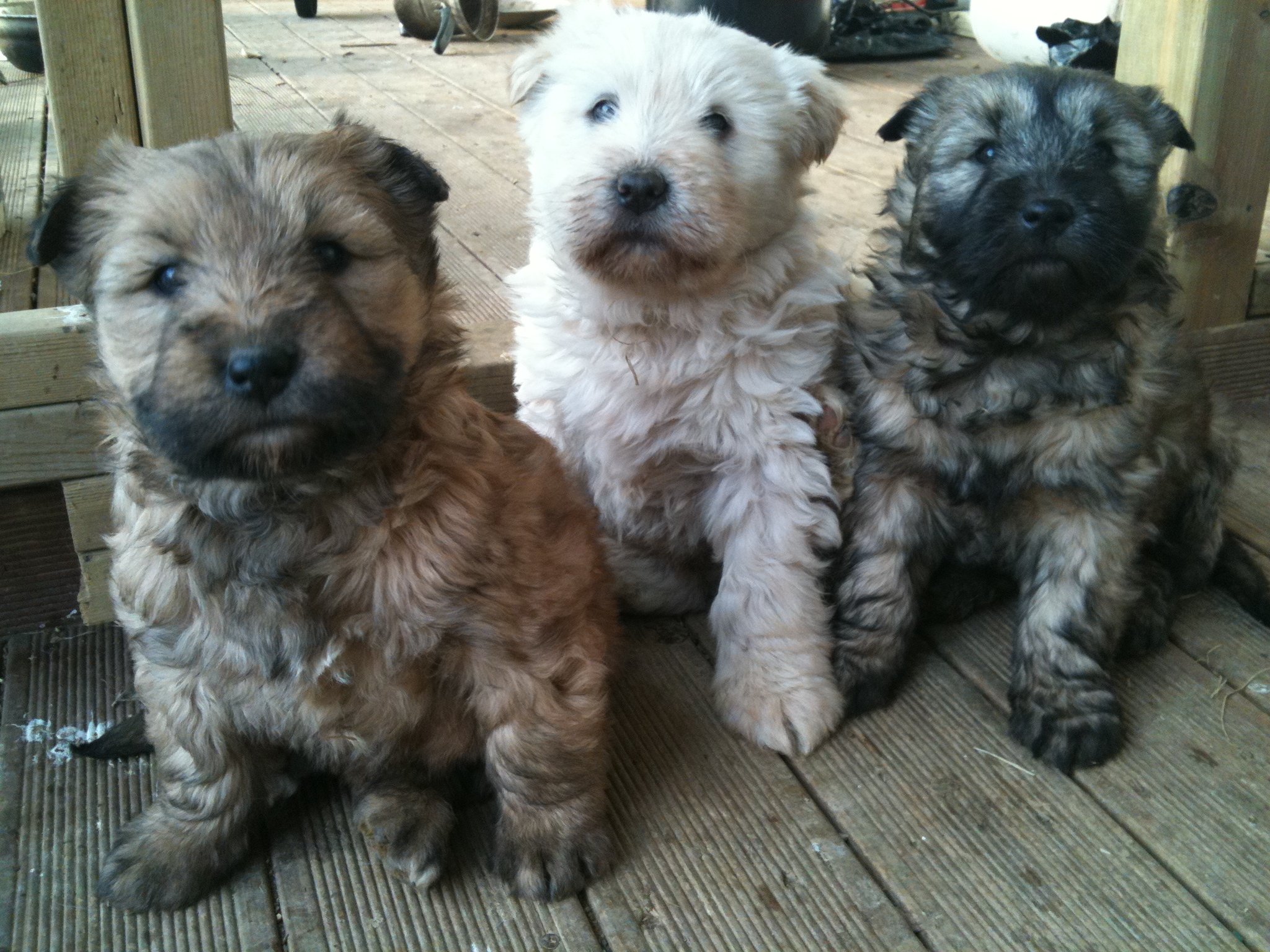 Три собаки сапсари фото