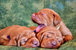Three Vizsla puppies