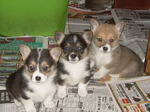 Three Welsh Corgi Cardigan dogs