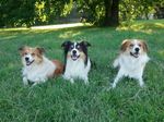 Three Welsh Sheepdogs