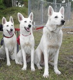 Three White Shepherd dogs