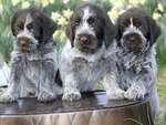 Three Wirehaired Pointing Griffon puppies