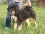 Tibetan Mastiff with his owner