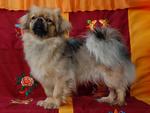 Tibetan Spaniel on the couch