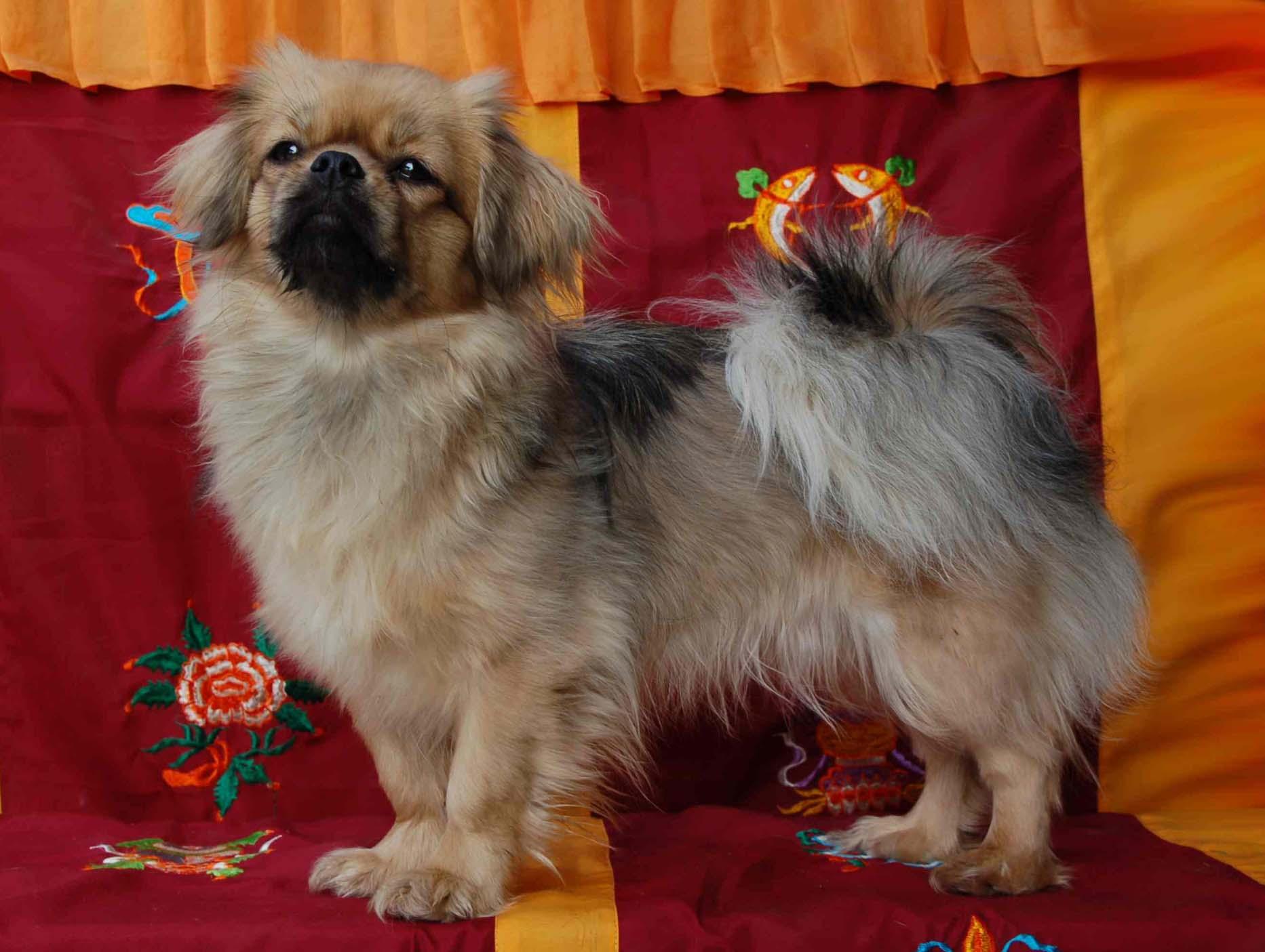 Tibetan Spaniel on the couch wallpaper