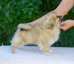 Tibetan Spaniel side view