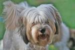 Tibetan Terrier dog