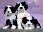 Tibetan Terrier dogs