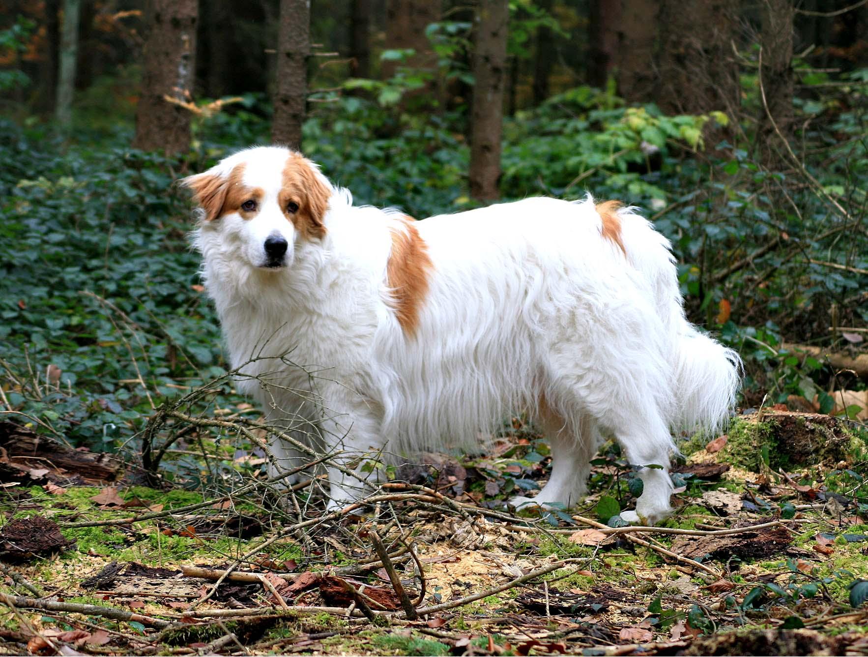 Собака торньяк в лесу фото