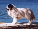 Tornjak dog on the seaside