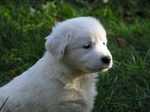 Tornjak puppy