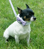 Toy Fox Terrier dog with funny collar