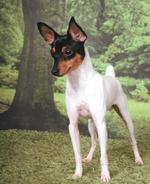 Toy Fox Terrier dog in the forest