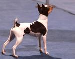 Toy Fox Terrier dog on the dog show