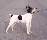 Toy Fox Terrier dog on a walk