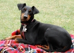 Toy Manchester Terrier dog on the picnic