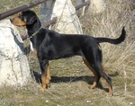 Transylvanian Hound dog