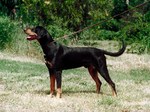 Transylvanian Hound dog with master