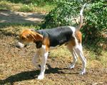 Treeing Walker Coonhound dog