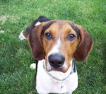 Treeing Walker Coonhound looking at photographer