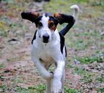 Treeing Walker Coonhound dog looking at you