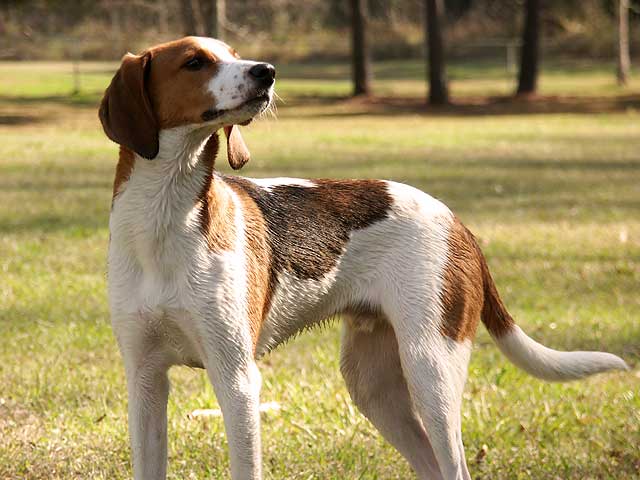 Treeing Walker Coonhound wallpaper