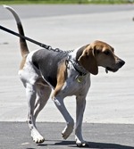 Treeing Walker Coonhound dog on the walk