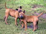 Two Chinese Chongqing Dogs