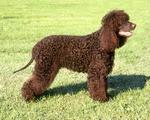 Lovely Tweed Water Spaniel dog on the rack