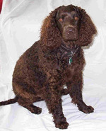 Tweed Water Spaniel dog