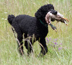 Tweed Water Spaniel hunting