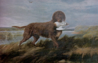 Tweed Water Spaniel wallpaper