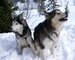 Two adult Alaskan Malamute dogs