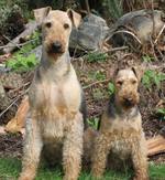 Two Airedale Terrier outdoors