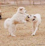 Two Akbashes playing