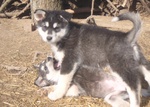 Two Alaskan Malamute dogs playing