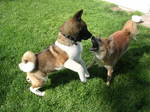 Two American Akita puppies on the grass