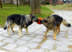 Two American Alsatian dogs