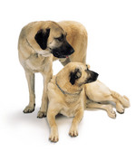 Two Anatolian Shepherd Dogs