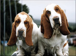 Two Basset Hound dogs