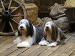 Two Bearded Collie dogs